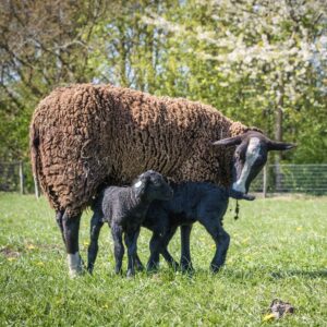 Schapen