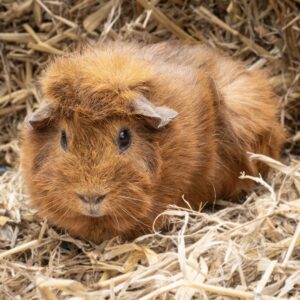 Cavia's