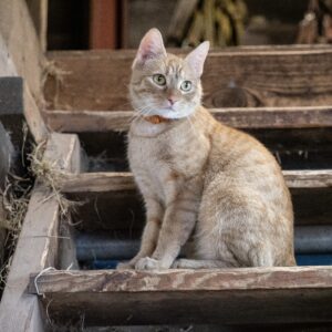 Kat