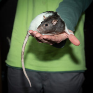 Rat