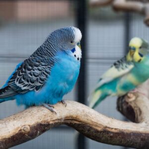 Vogels